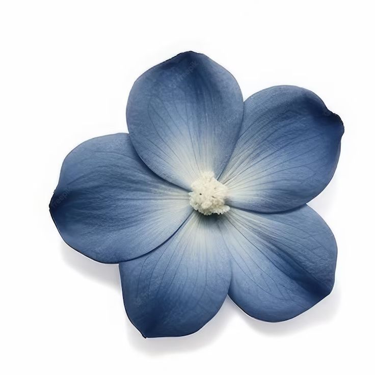 Mukena Blossom